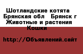 Шотландские котята - Брянская обл., Брянск г. Животные и растения » Кошки   